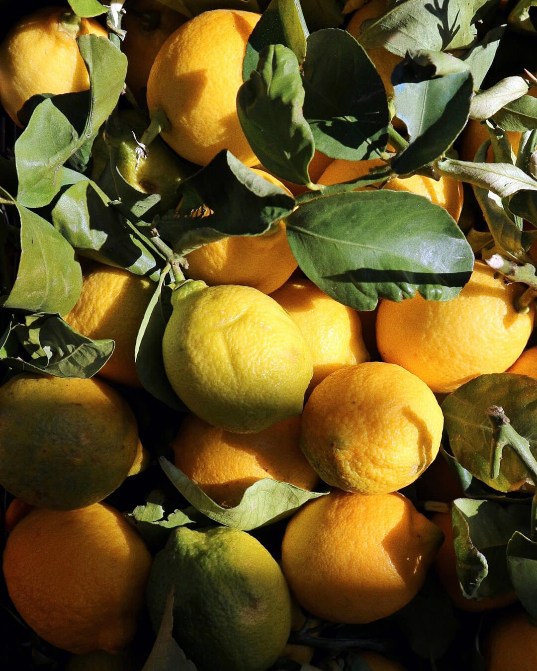 250305_All-Dae_Sicilian-Lemons_Static_1080x1350_Final_V01_VSCO 1