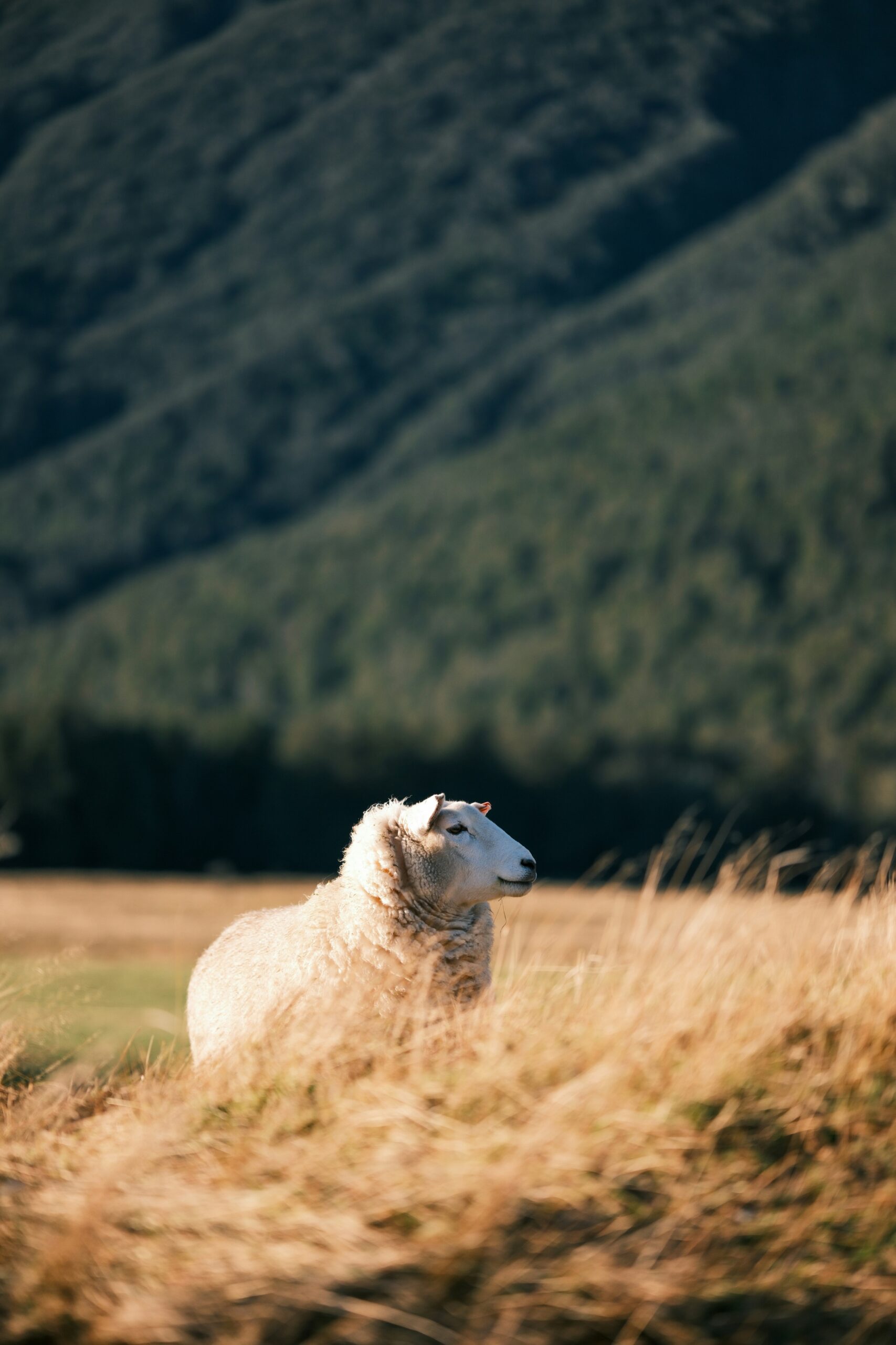 alan-jiang-sIorQMOdP2Y-unsplash